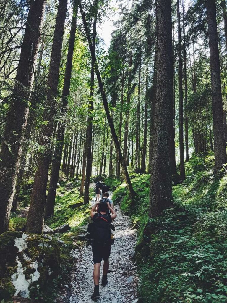 der Wald.